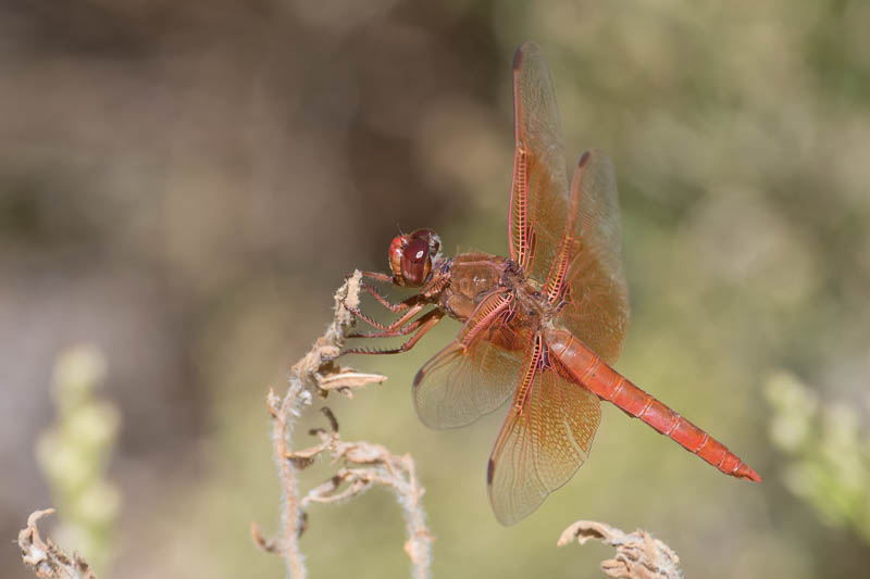 flame skimmer